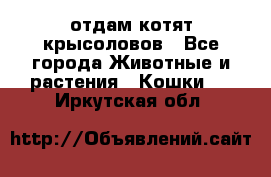 отдам котят крысоловов - Все города Животные и растения » Кошки   . Иркутская обл.